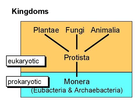 Lecture 014 Kingdoms Monera Protista Kingdoms Plantae Fungi