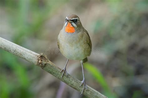 The Siberian Rubythroat Stock Image Image Of Ruby Thailand 60783111
