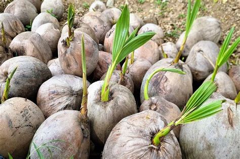 Mengapa Tunas Kelapa Menjadi Lambang Gerakan Pramuka Adjar