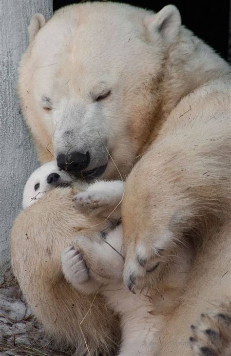 Polar Bear Mom And Baby Polar Bear Animals Beautiful Cute Animals