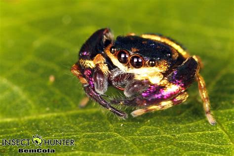 Cool New Species Of Jumping Spiders Discovered Dendroboard Jumping