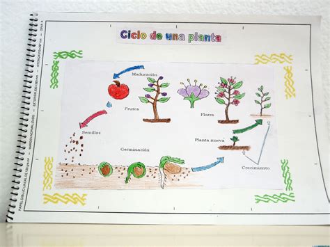 Ciclo de vida de las plantas para niños Imagui