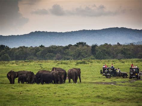 Kaudulla National Park Sri Lanka Elephant Watching In Kaudulla