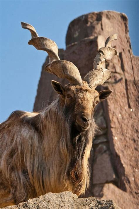 Markhor The Markhor Capra Falconeri Is A Large Species Of Wild Goat