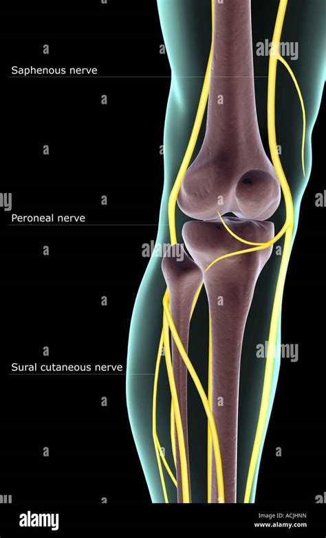 Saphenous Nerve Knee