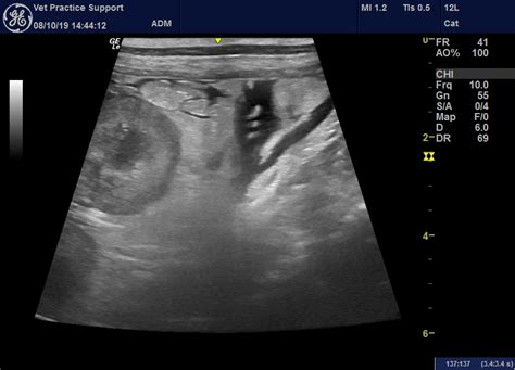 Sonographic Features Of Leptospirosis In Dogs In The Uk Vet Practice