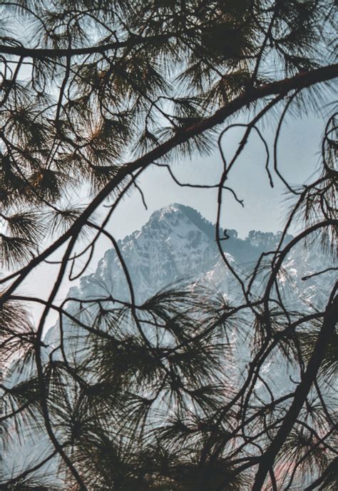 Mountain And Pine Tree Branches Pixahive