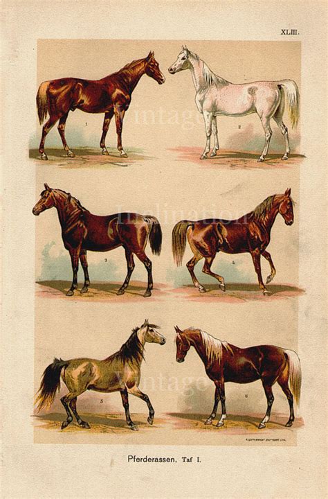 Antique Print 1890 Horses 1 Stallions Chart Horse Riding Etsy Horse