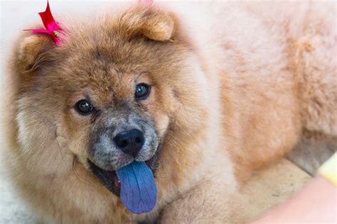 5 Cool Fun Facts About Chow Chows Puppies