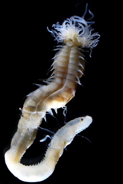 Three Newly Discovered Sea Worms That Glow In The Dark Named After