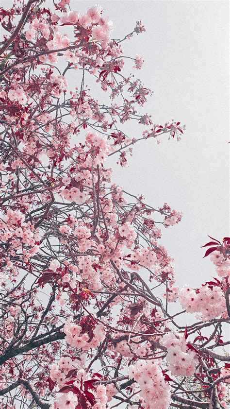 Cherry Blossom Tree Aesthetic Wallpaper