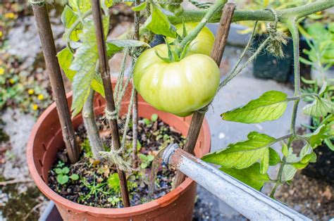 How To Grow Tomatoes In Pots Herb Garden Planter