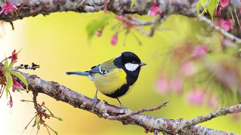 Flowers Nature Branch Birds Titmouse Wallpapers Hd