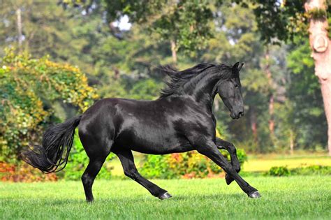 Friesian Horse Breed Profile Facts Traits Gait Care Groom