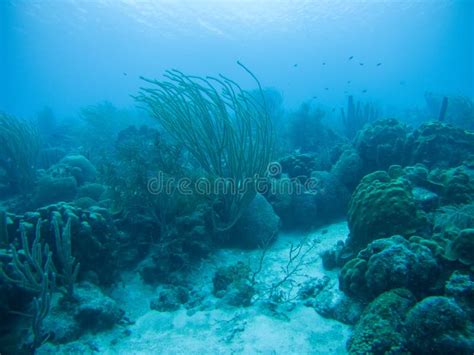 Coral Life Caribbean Sea Underwater Stock Photo Image Of Seascape