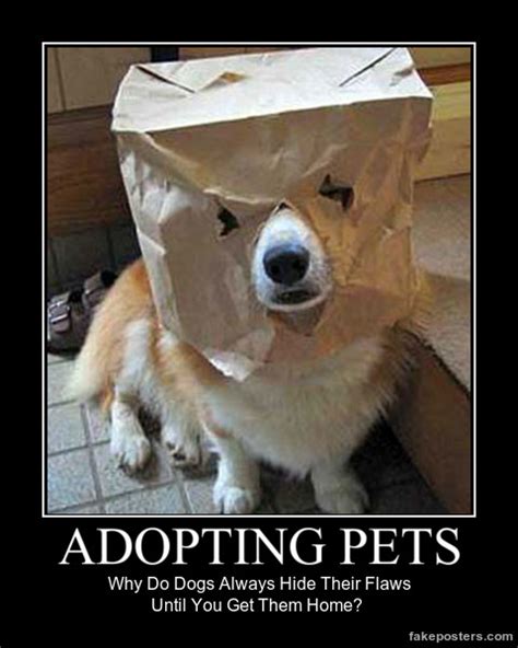 Pet Adoption Meme Anna Blog