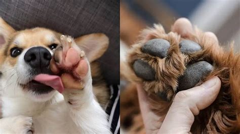 Why Dogs Lick Their Paws Dog Licking Paws
