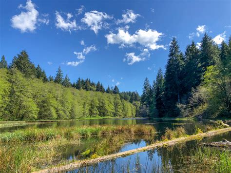 20 Epic Oregon Wildflower Hikes Hike Oregon