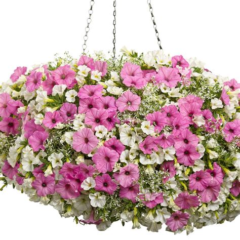 The proven winners (r) available at becky's flower farm are Proven Winners® Italian Ice™ Flower Combinations for Sale ...