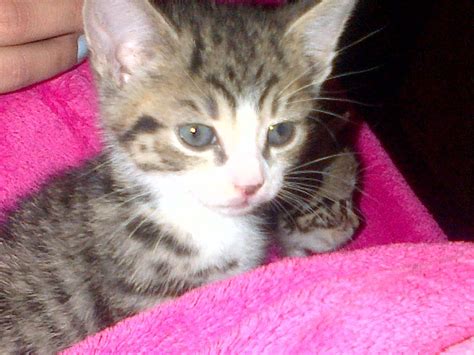 2 Very Cute Kittens Spalding Lincolnshire Pets4homes