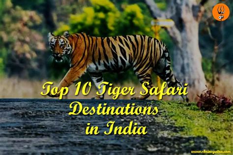 Top 10 Best Tiger Safari Destinations In India Shrine Yatra