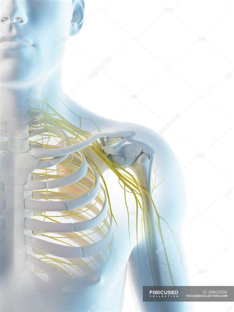 Anatomy Of Nerves Of Shoulder In Male Body Silhouette Computer