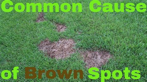 Brown Spots In The Lawn From Dog Urine Fungus Mowing Youtube