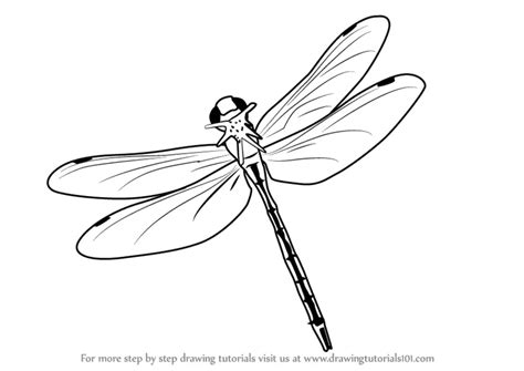 Learn How To Draw A Flying Dragonfly Insects Step By Step Drawing