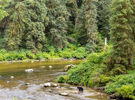 Black Bear Anan Creek Near Wrangell Alaska Photos By Ron Niebrugge