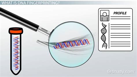 What Is Dna Fingerprinting Process And Uses Video And Lesson
