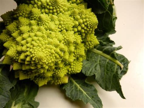 Fotos Und Bilder Von Gemüse Romanesco Frisch Naturprodukt Fddb