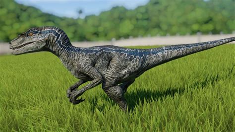 Velociraptor Jurassic World Evolution Wiki Fandom Blue Jurassic World Jurassic Park World