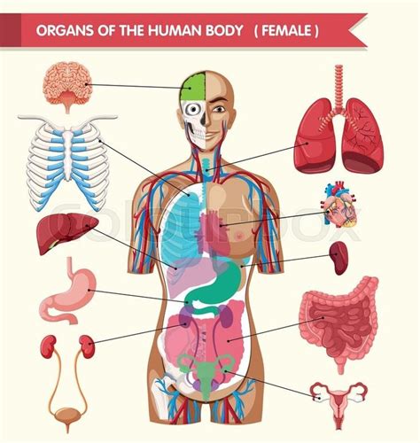 Stock Vector Of Organs Of The Human Body Diagram Illustration