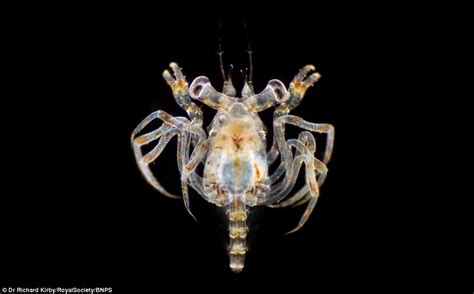 Dr Richard Kirbys Photographs Show Planktons Incredible
