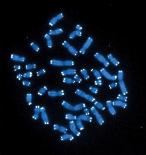 el código del genoma humano por fin está completo mujeres con ciencia