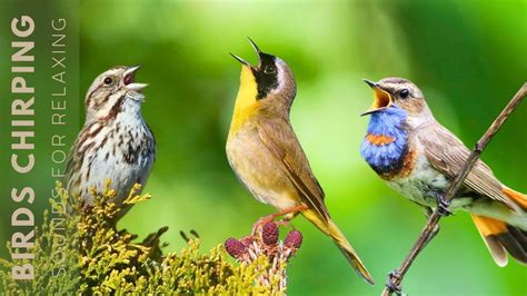 Birds Singing Relaxing Nature Sound Atmospheres Birdsong Forest