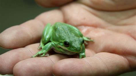 American Green Tree Frog Male