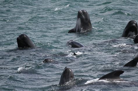 Whale And Dolphin Hunts In The Faroe Islands Whale And Dolphin