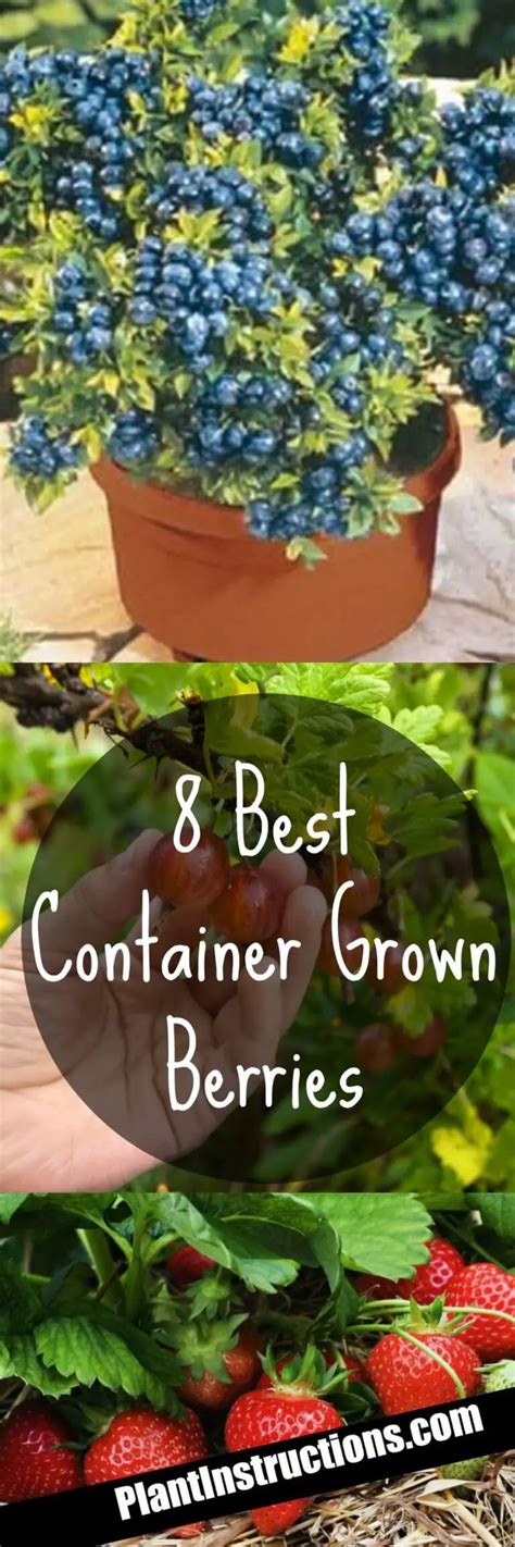 8 Best Container Grown Berries Plant Instructions
