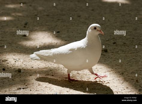 White Dove Stock Photo Alamy