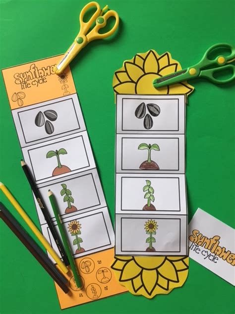Sunflower Life Cycle Craft ~ Preschool Printables