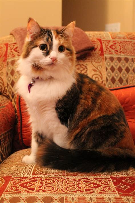 Top 10 Most Friendliest Cat Breeds Gato Calico Calico - vrogue.co