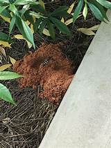 Install screens and apply sealants to prevent bees naturally. How to Get Rid of Ground Digger Wasps (Cicada Killers ...