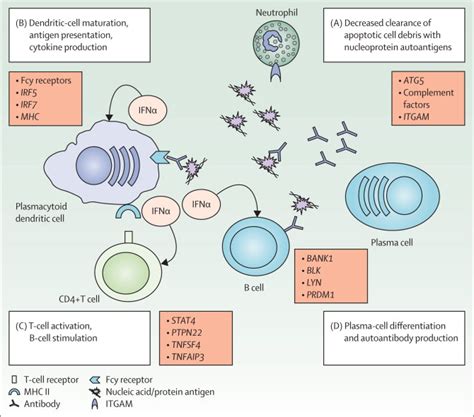 Immunopathogenic Mechanisms Of Systemic Autoimmune Disease The Lancet
