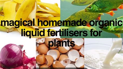 Magical Homemade Organic Liquid Fertilizers For Plants Youtube