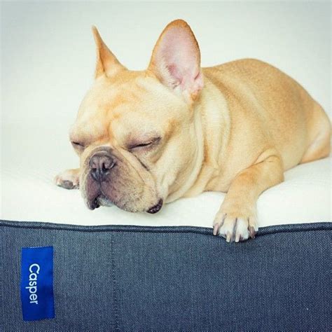 Сухой корм для взрослых собак royal canin bulldog 24 adult. zzzz..... | Dogs, Dog friends, French bulldog