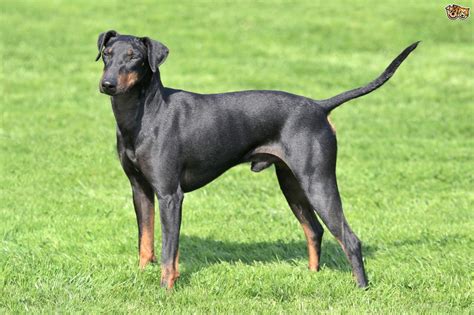 Manchester Terrier Dog Breed Information Buying Advice Photos And