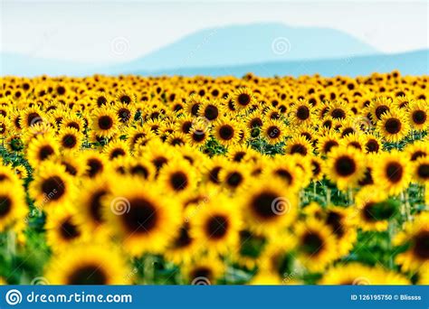 Beautiful Natural Yellow Blooming Sunflower Field At
