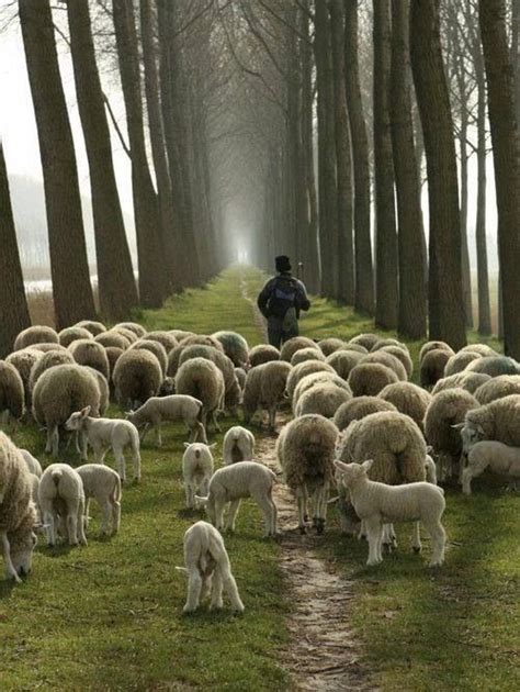 A Shepherd And A Flock Of Sheep Farm Animals Animals And Pets Cute