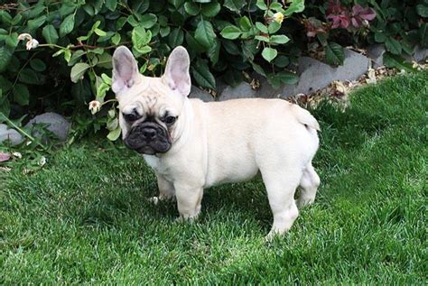 An average life expectancy for french bulldogs is around 9 to 12 years. French Bulldog Dog Breed Information